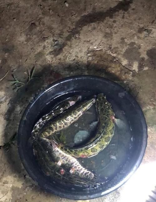 大姐|坚持不懈？女子隔三差五就往黄河放生黑鱼，网友：大姐求你别放了