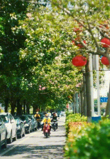 海中|中国这个美丽海滨！城在海中、海在城中，藏着绝妙生活却少有人知