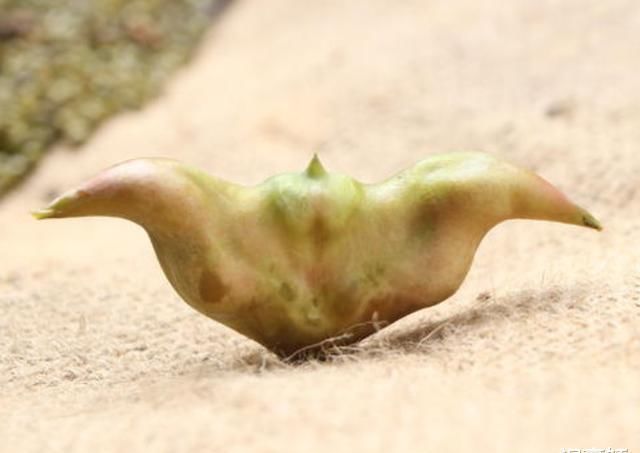  外国|池塘里长的这东西在外国是祸害, 国内却是宝, 不仅补钙而且还美容