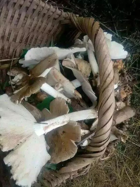  斗鸡|就问你晓得仁寿“斗鸡公”不？