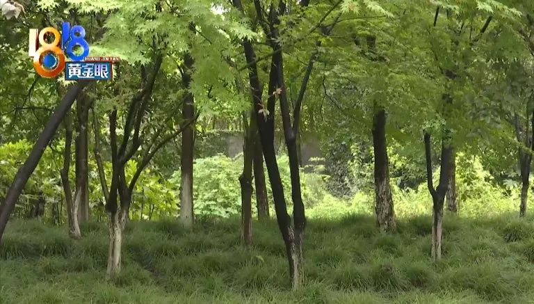 接到|姑娘上班路上两次被吓，说是同一个不雅男子，民警称接到过类似警情