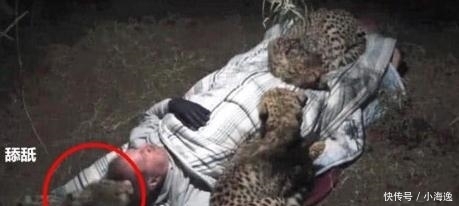 野营|男子野营不搭帐篷，夜深却感觉很暖和，好奇睁眼后又默默闭上了！