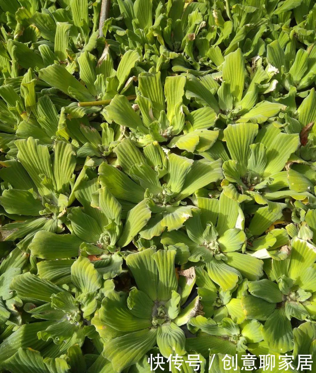  绿萝|绿萝还好养的花，整盆丢水里，泡3天也不会死！