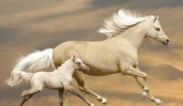 生肖|家中若有以下4大生肖，运气旺喜事多，财神进家门数钱到手软！