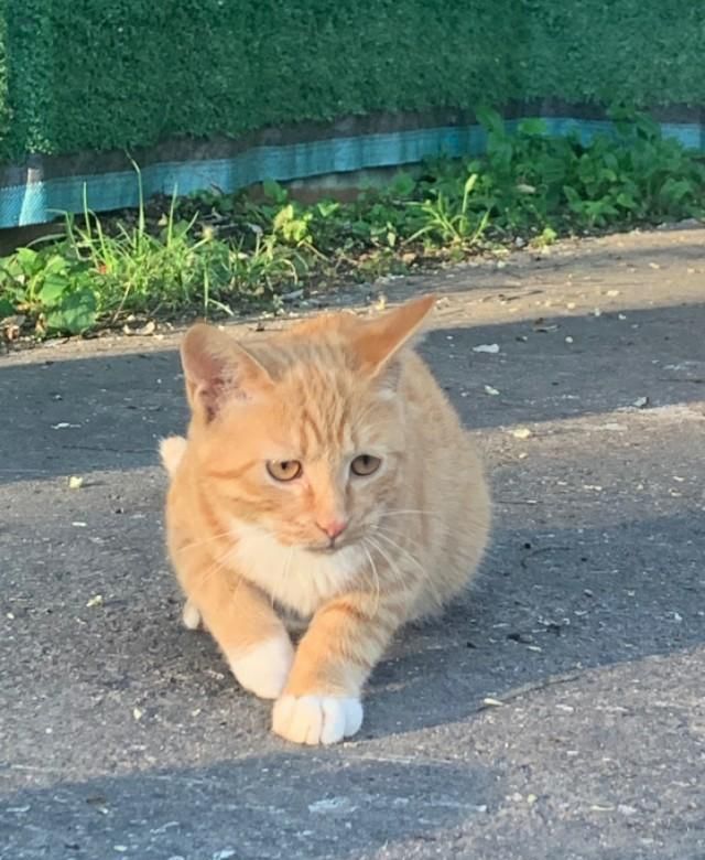 金刚|【看图配话】森林公园小橘猫们，七个金刚葫芦娃