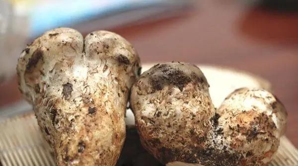 特产|大凉山特产，你知道几个？