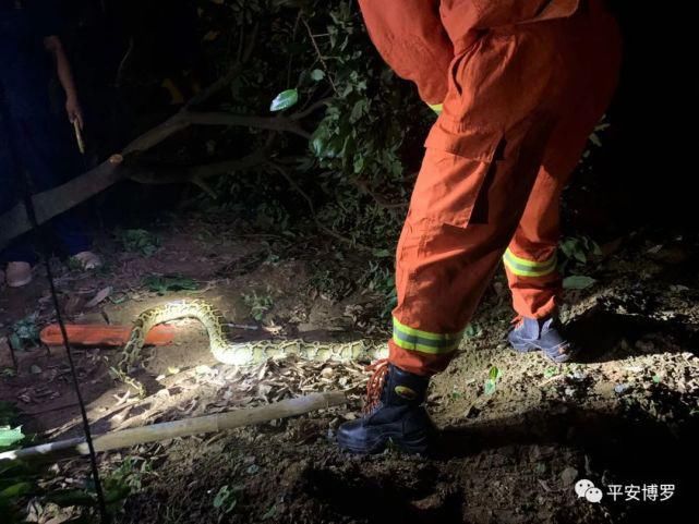 村警|蟒蛇深夜出没 博罗村警协助抓获
