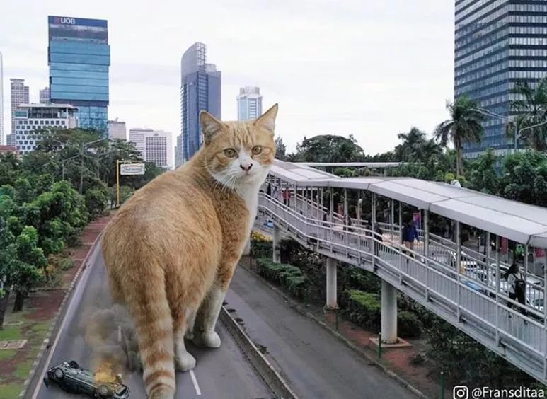 哥斯拉|要是小猫咪突然变成了庞然大物,这个世界会是什么样的