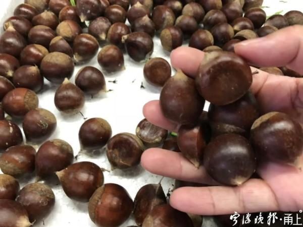 卖出|1天卖出1000多斤 宁波人最爱的这种美食上市啦