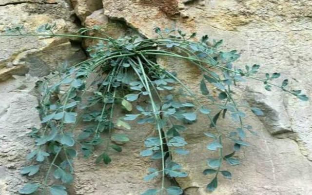 种野生植物|生在高处被观赏,却不知价值500元一斤,但野生较少,别错过