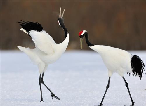 法国的国鸟是雄鸡,日本是绿雉,那中国的国