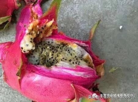 虫害|火龙果常见虫害高清图谱
