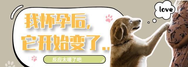 居然|铲屎官怀孕后，狗狗居然是这样的反应......