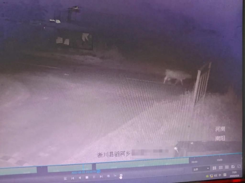  不见|牛？牛不见了！淅川滔河耕牛“离家出走”！