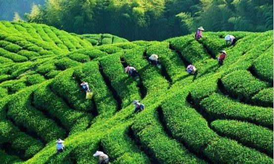 你好|英国游客在中国卖茶叶遭到拒绝,老板无奈:这点我直接送你好了