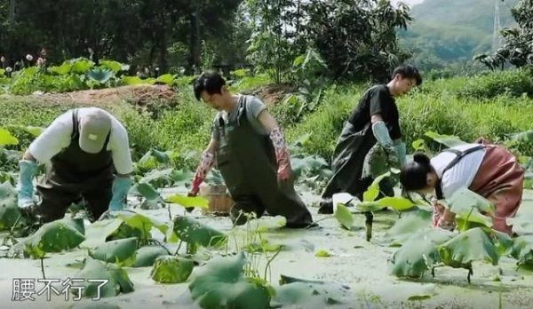  节目|《向往4》嘉宾挖藕被质疑是作秀，官博公开科普，打脸有点狠