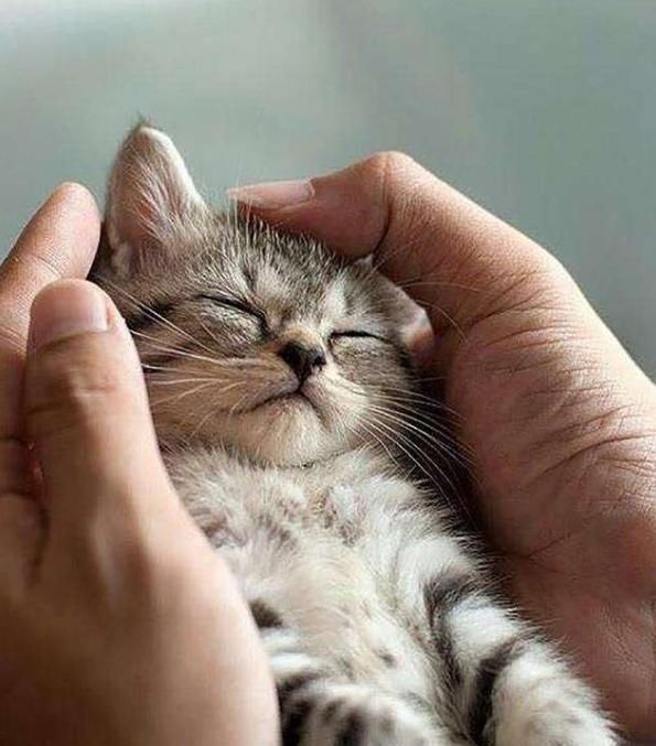 听说|听说跟猫同眠会睡得更香？网友：让你见识一下，什么是半夜蹦床迪