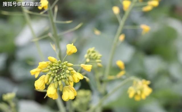  喜欢过|你真的了解天秤座吗？