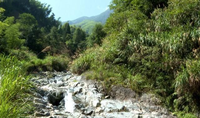 景宁|失踪135年，珍稀植物“湿地玉凤花”重现景宁