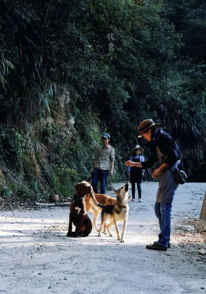 远方|可可西里失踪女生事件,是谁在炮制独自一人的诗与远方?