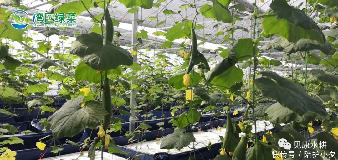 蔬菜|湾区绿菜水培蔬菜|乾隆皇帝都赞不绝口的丝瓜究竟好在哪??