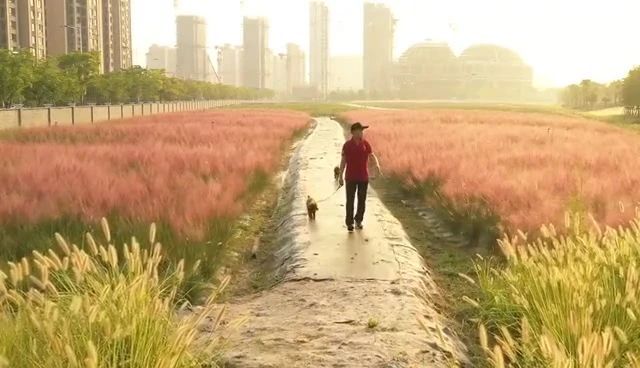  上海之鱼|粉黛乱子草初开，第一场“粉色之旅”约吗？