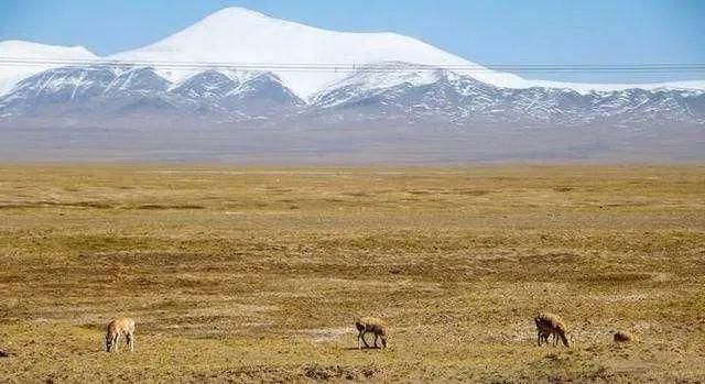远方|可可西里失踪女生事件,是谁在炮制独自一人的诗与远方?