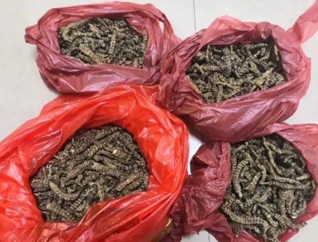 平板电脑|你爱看热闹和凑热闹吗？有些热闹咱还是别去凑了