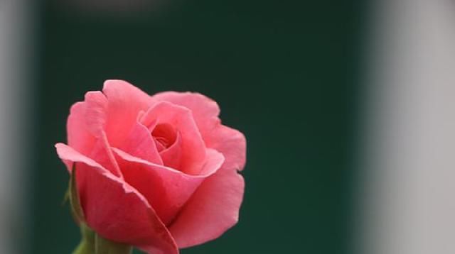 短语|值得品读的人生感悟短语，句句引人深思，值得品读