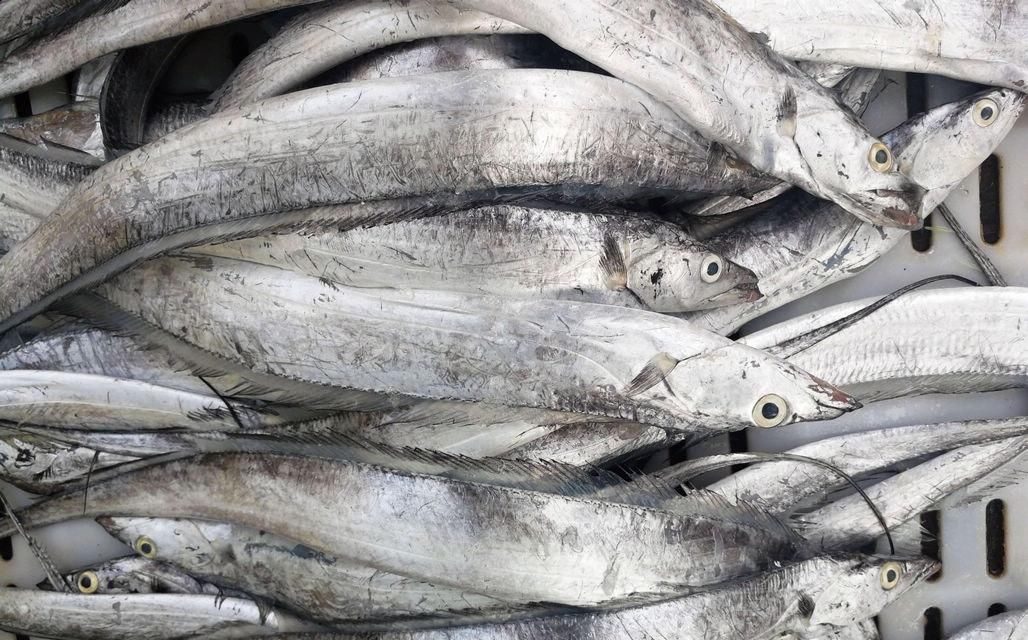 海鲜|酒店带鱼268一斤,菜市场便宜只要15,梭子蟹长大点50一斤