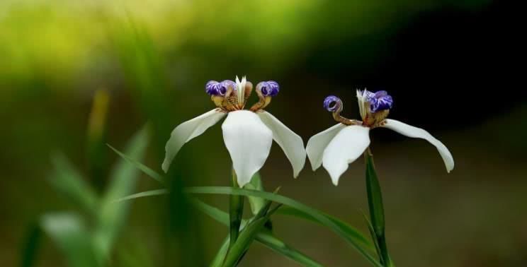  霉运|8月开始事业稳步上升，霉运散尽，富贵近身的四大属相