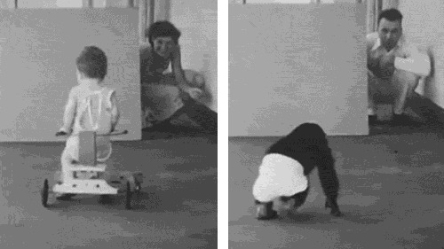 人类|黑猩猩与人类婴儿一同长大,以为自己是人类,后来变成什么样了