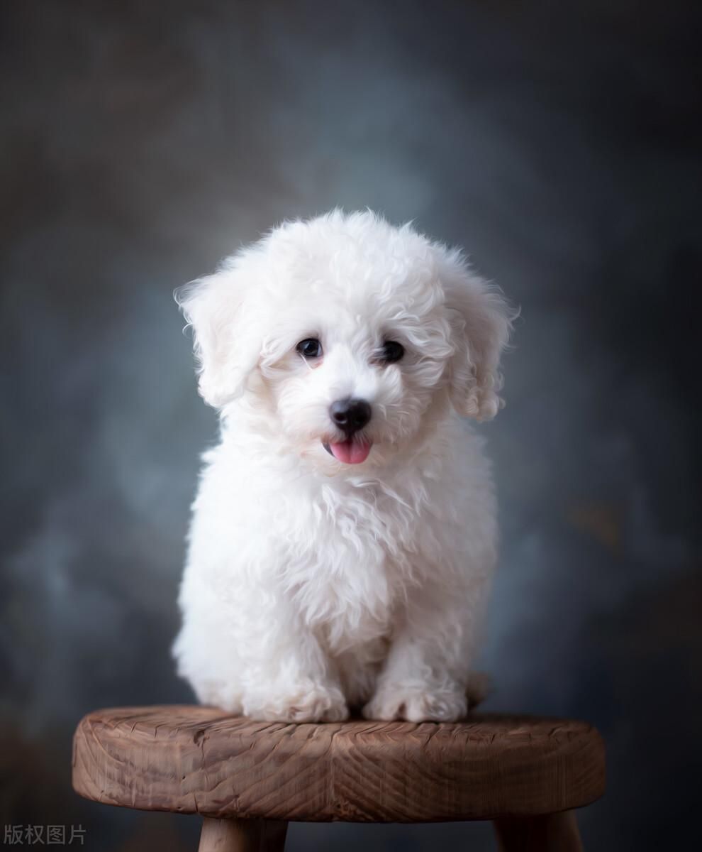 男孩患上狂犬病20天身亡(男孩狂犬病发作离世，临终前注射了三针疫苗，为何人还是没了？)