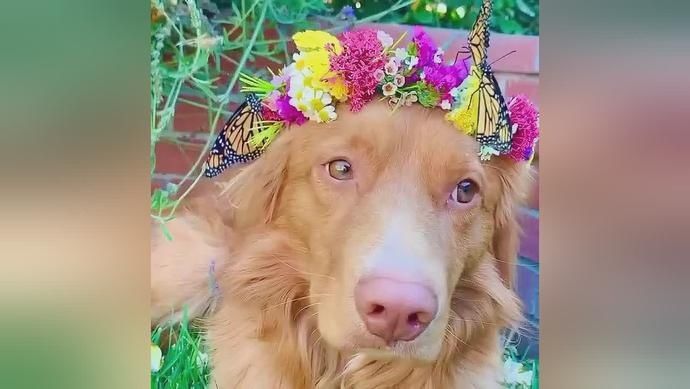  香妃|汪界中的香妃，这一幕真的超美！