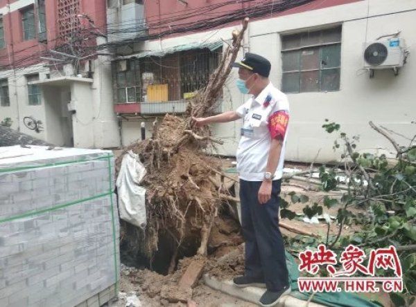 树龄|3棵40年树龄的大杨树被大雨冲倒　修路工人帮忙锯出通道