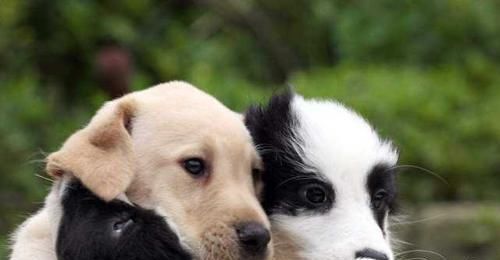  算不算|开车撞了小狗，扬长而去算不算肇事逃逸？看完你就知道了