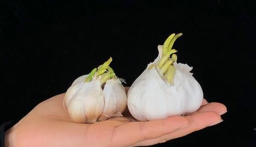  菜农|买回来的大蒜总是会发芽？菜农教我这一招，存放许久都不会坏！