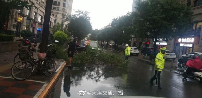 导致|天津 大雨导致滨江道沿线一颗树木倾倒