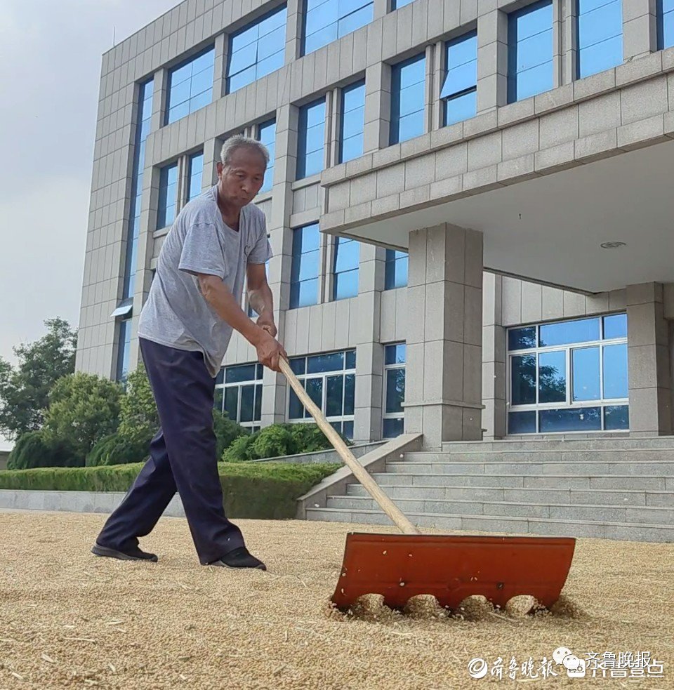 “能不开车就不开车”，山东多地政府大院开放晒粮