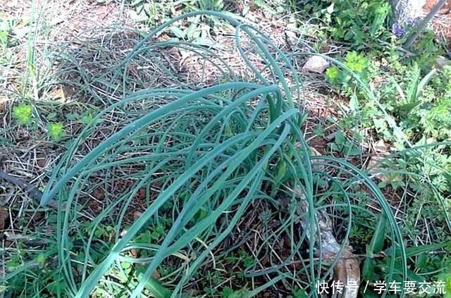 春节|春节乖乖待在家大鱼大肉吃腻了吧春天一种“野草”让你不再油腻