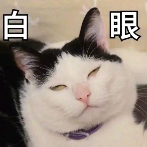 猫咪|猫咪：这年头……我们当猫的太不容易了！