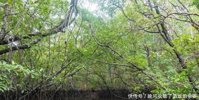  旅游|印尼民丹岛旅游，探秘原始红树林，游客：害怕又回味