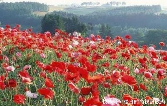 金三角地区|他世界上最大的毒枭, 却从不贩毒给中国, 这是怎么回事呢?