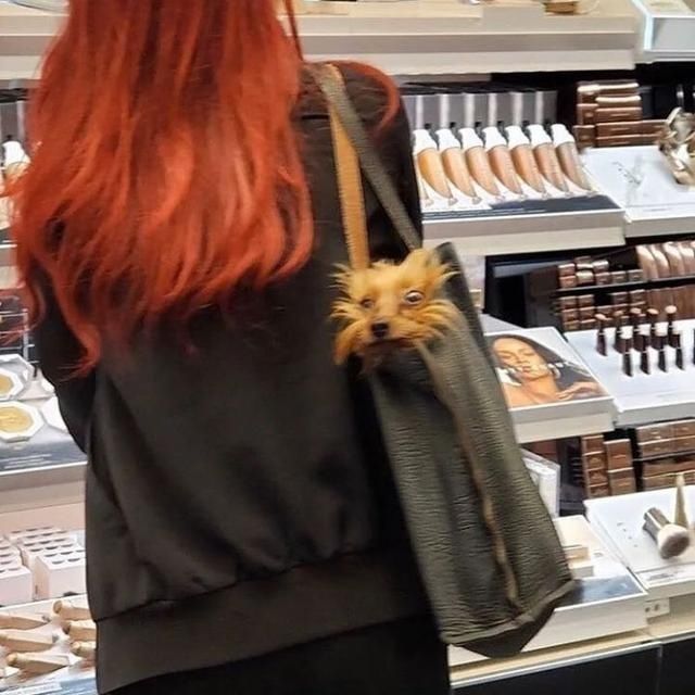  乘坐|美国人怎么喜欢带着宠物猫狗乘坐地铁？爱猫狗人士慎点