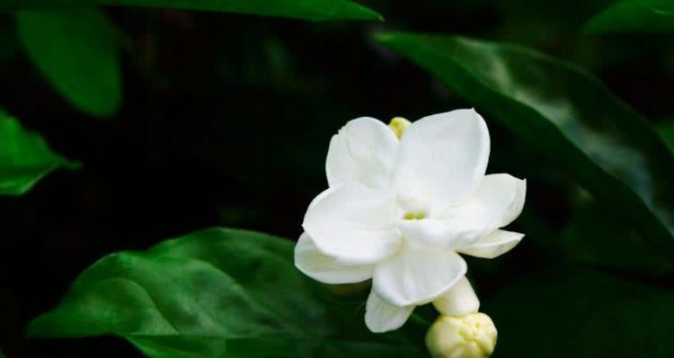  四大|8月开始财运最旺，脚踏祥云，事业大顺，福星高照的四大生肖