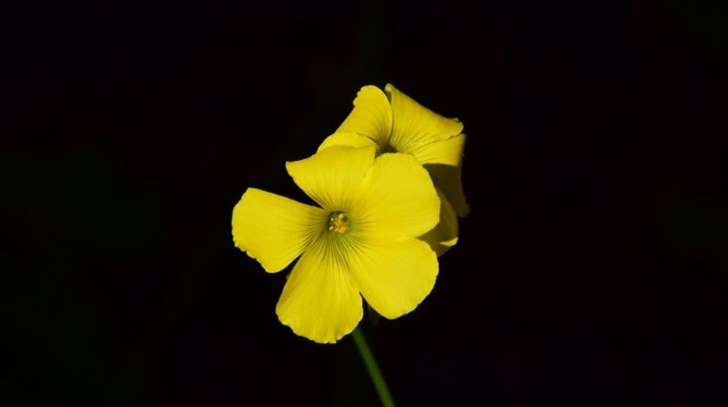  好运|8月开始有好运伴随，事业求财都能够一帆风顺的4星座