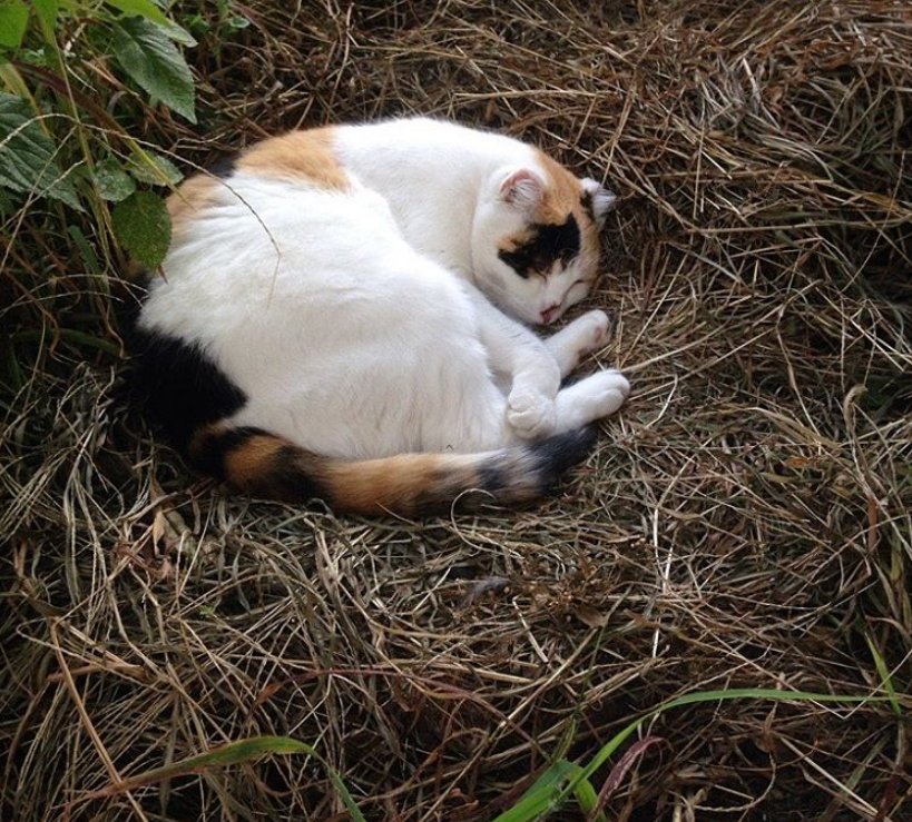 爸妈|爱猫身患癌症，女孩坚决让爸妈掏钱切它耳鼻，13年陪伴比钱重要