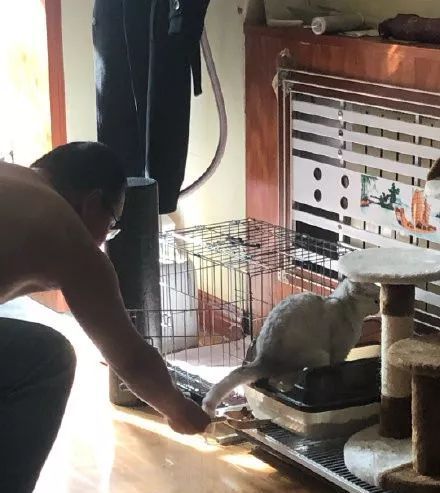  姿势|猫咪拉粑粑的奇葩姿势，忍住不要笑，铲屎的要面子的啊