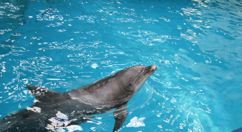  迎来|8月中旬，缘分天降，桃花满地，迎来幸福爱情的四大生肖！