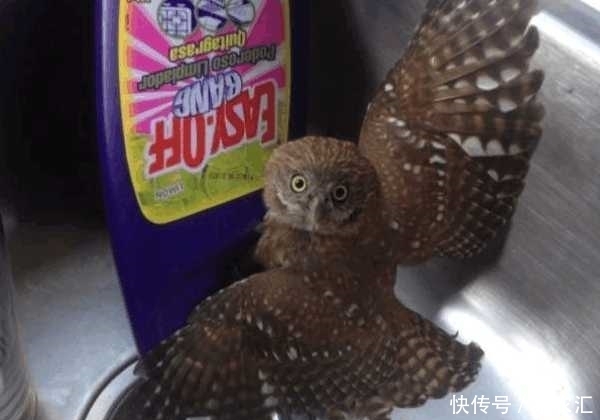 觉醒|8张「一觉醒来世界怎么变了」的照片